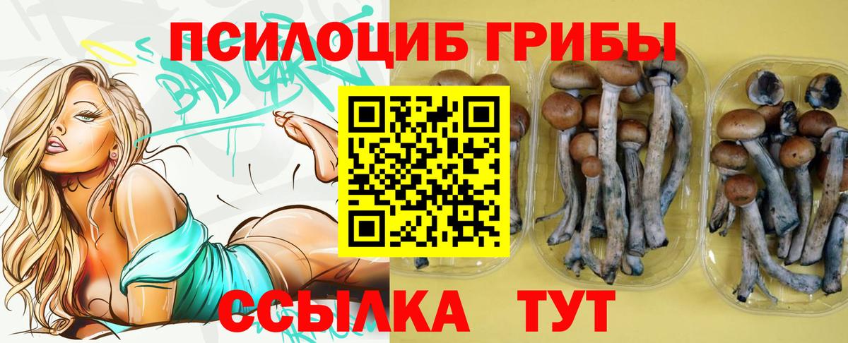 как найти закладки  Псилоцибиновые грибы Cubensis  Вход с VPN  Прохладный  Галлюциногенные грибы Psilocybe 